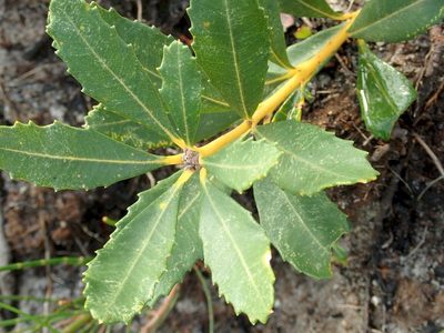 Banksia paludosa, photographed by coenobita