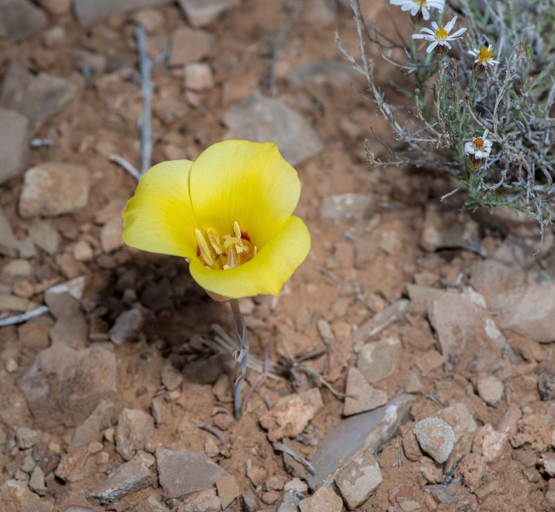 Calochortus aureus, photographed by Dominic Gentilcore
