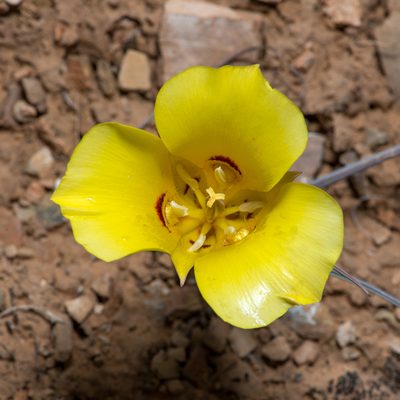 Calochortus aureus, photographed by Dominic Gentilcore