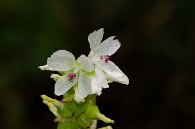 Sidalcea candida, photographed by Dominic Gentilcore
