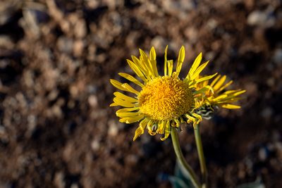 Enceliopsis argophylla, photographed by Dominic Gentilcore