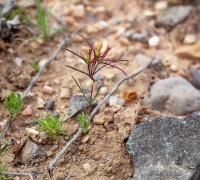 Linanthus jonesii, photographed by Dominic Gentilcore
