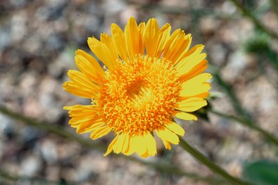 Enceliopsis argophylla, photographed by Dominic Gentilcore