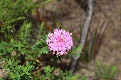 Pimelea ferruginea, photographed by Em Lamond