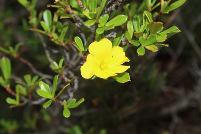 Hibbertia cuneiformis, photographed by Em Lamond