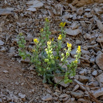 Physaria chambersii, photographed by Dominic Gentilcore