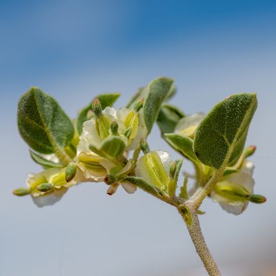 Acleisanthes nevadensis, photographed by Dominic Gentilcore