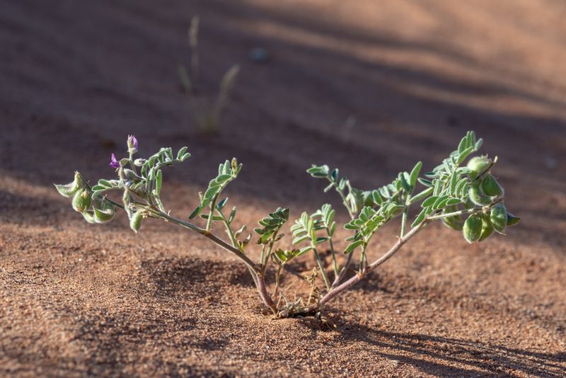 Astragalus sabulonum, photographed by Dominic Gentilcore