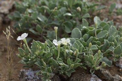 Acleisanthes nevadensis, photographed by Dominic Gentilcore