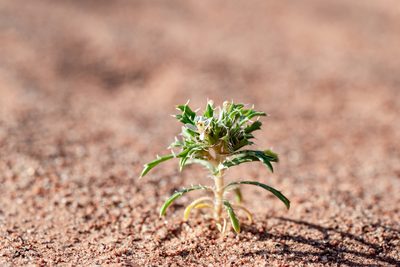 Loeseliastrum schottii, photographed by Dominic Gentilcore