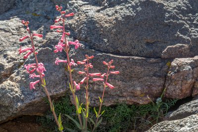 Penstemon utahensis, photographed by Dominic Gentilcore