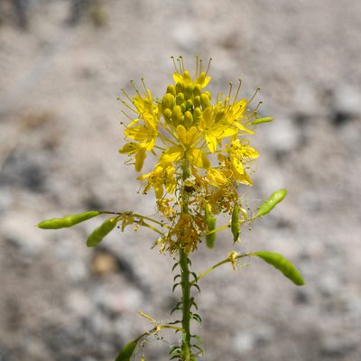 Cleomella lutea, photographed by Dominic Gentilcore