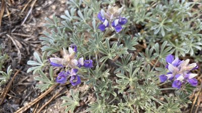 Lupinus breweri, photographed by Brendan Black