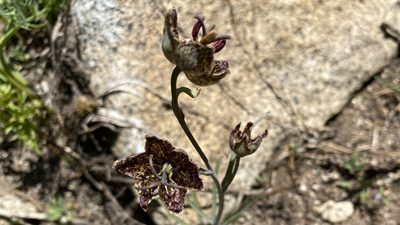 Fritillaria pinetorum