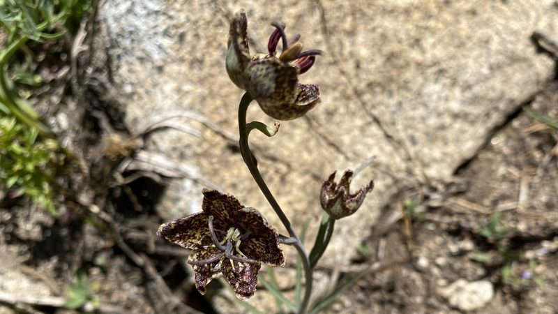 Fritillaria pinetorum, photographed by Brendan Black