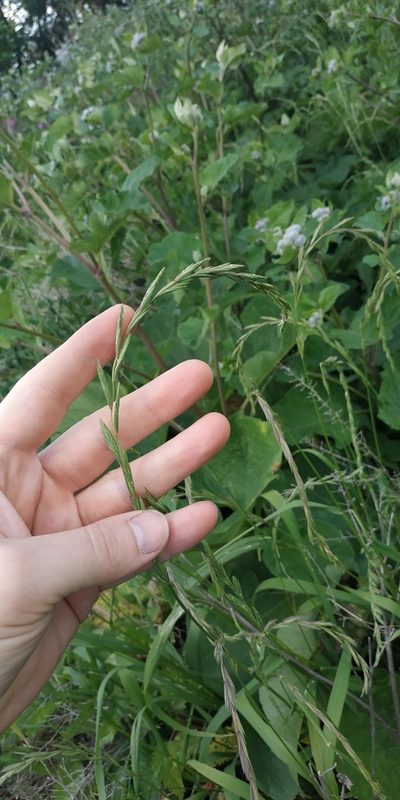 Elymus fibrosus, photographed by Yurii Basov