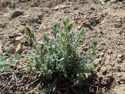 Anisocarpus scabridus, photographed by Scott Yarger