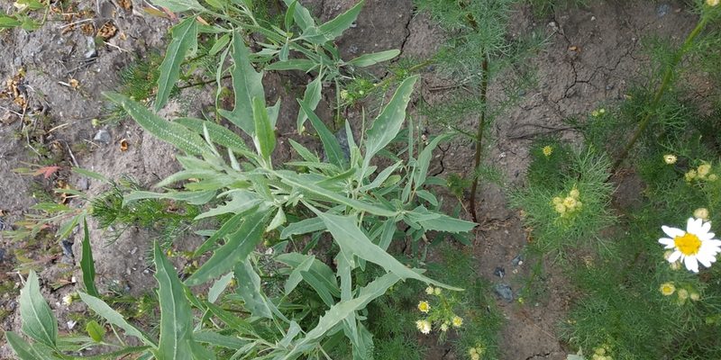 Atriplex laevis, photographed by Yurii Basov