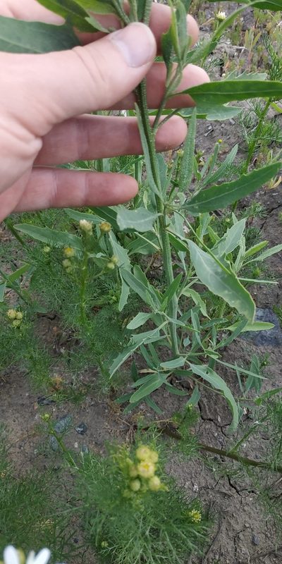 Atriplex laevis, photographed by Yurii Basov