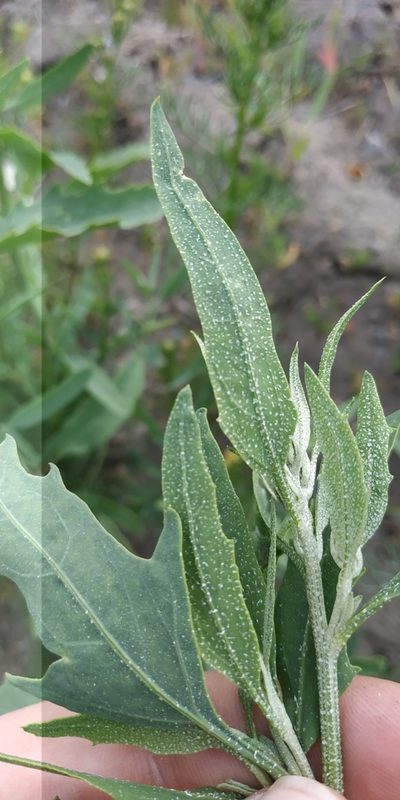 Atriplex laevis, photographed by Yurii Basov