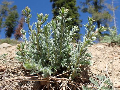Anisocarpus scabridus, photographed by Scott Yarger