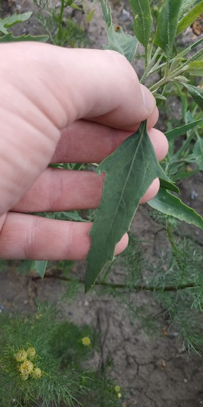 Atriplex laevis, photographed by Yurii Basov