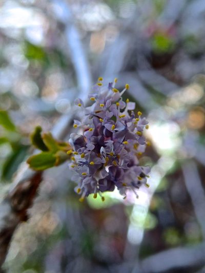Ceanothus fresnensis, photographed by Erica Krimmel