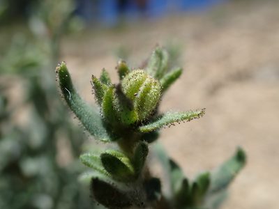 Anisocarpus scabridus, photographed by Scott Yarger