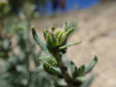Anisocarpus scabridus, photographed by Scott Yarger