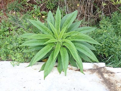 Echium pininana, photographed by Peter de Lange