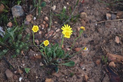 Othonna heterophylla, photographed by Tony Rebelo