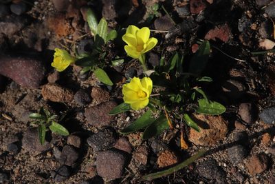 Moraea galaxia, photographed by Tony Rebelo