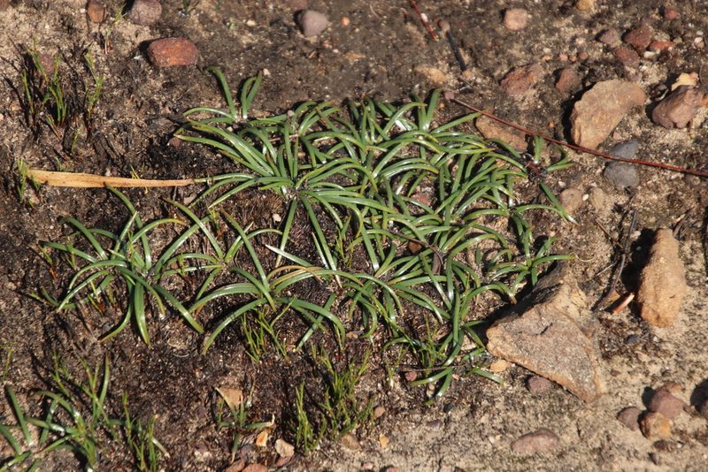Rhadamanthus convallarioides, photographed by Tony Rebelo