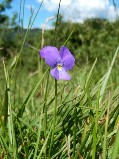 Viola ferrarinii, photographed by Luca Fornasari