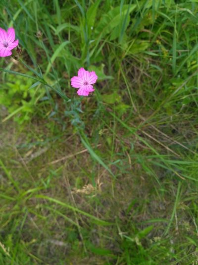 Dianthus membranaceus, photographed by Igor Balashov