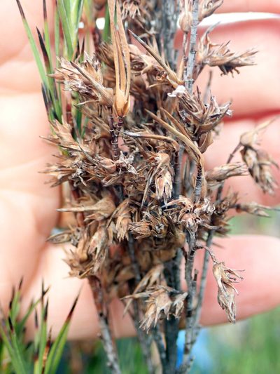 Dracophyllum scoparium, photographed by Peter de Lange