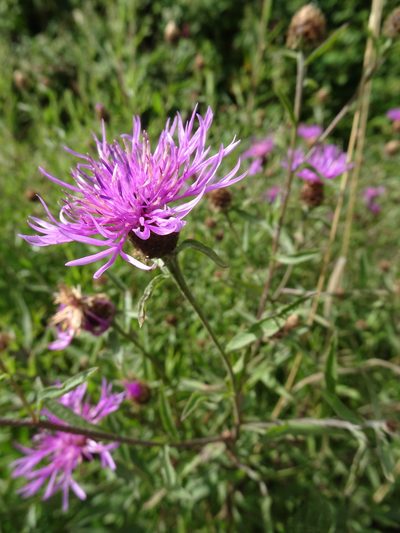 Centaurea decipiens, photographed by Robert H. Wardell