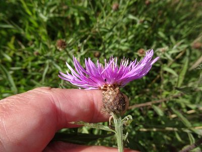 Centaurea decipiens, photographed by Robert H. Wardell