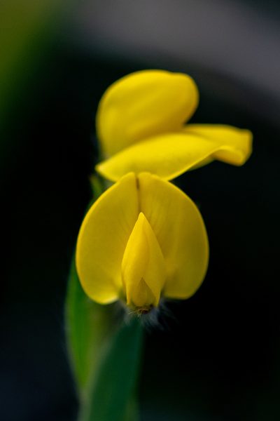 Liparia angustifolia, photographed by magriet b