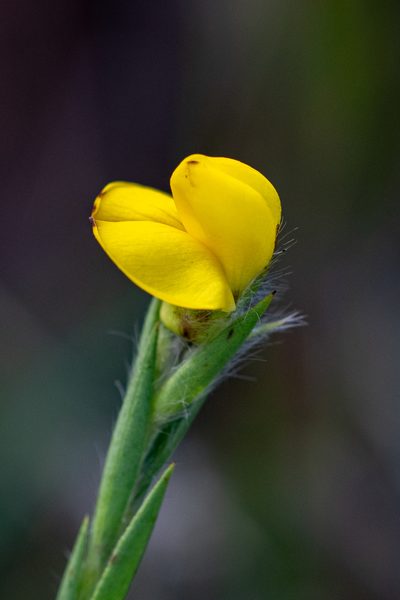 Liparia angustifolia, photographed by magriet b