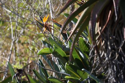 Strelitzia reginae, photographed by Andrew Gillespie