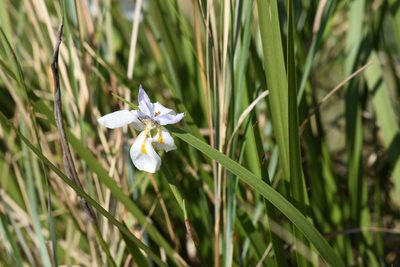 Dietes grandiflora, photographed by Andrew Gillespie
