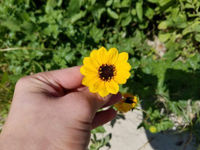Helianthus praecox, photographed by Tyler Bishop