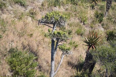 Euphorbia tetragona, photographed by Andrew Gillespie