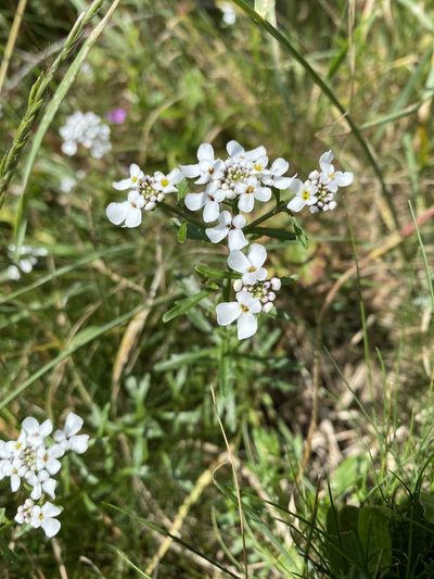 Iberis amara, photographed by William Stephens