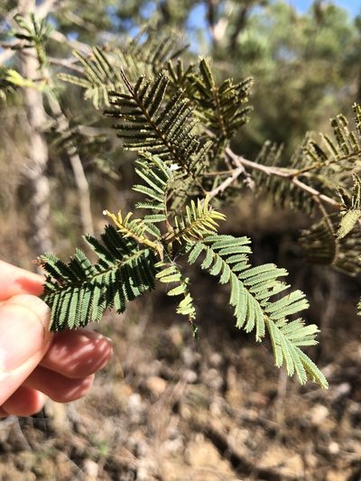 Vachellia bidwillii, photographed by elawrey