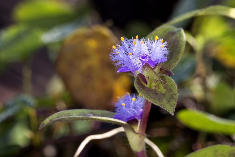 Cyanotis villosa, photographed by Ramesh Shenai Jr.
