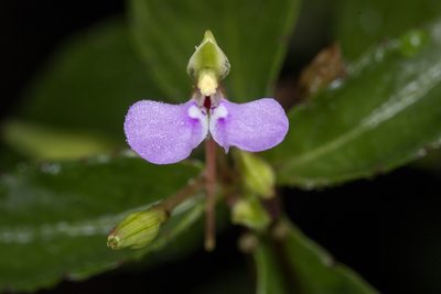 Impatiens minor, photographed by Ramesh Shenai Jr.
