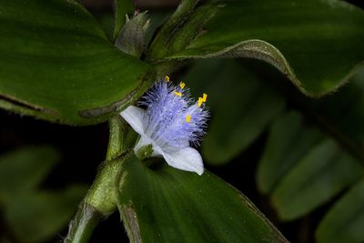 Cyanotis villosa, photographed by Ramesh Shenai Jr.