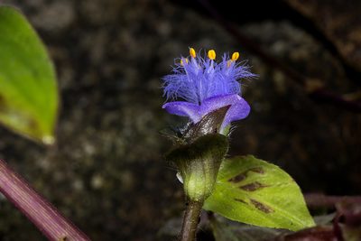 Cyanotis villosa, photographed by Ramesh Shenai Jr.